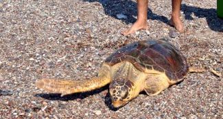 Carettalar 1.5 yıl sonra denize döndü