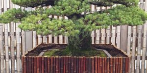 Hiroşima'ya Atılan Atom Bombası Sonrası Hayatta Kalan Umut Ağacı