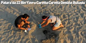 Patara'da 22 Bin Yavru Caretta Caretta Denizle Buluştu