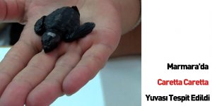Marmara'da Caretta Caretta Yuvası Tespit Edildi