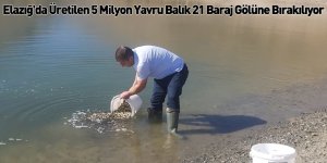 Elazığ'da Üretilen 5 Milyon Yavru Balık 21 Baraj Gölüne Bırakılıyor