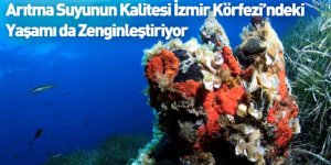 Arıtma Suyunun Kalitesi İzmir Körfezi’ndeki Yaşamı da Zenginleştiriyor