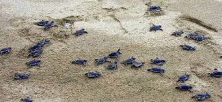 Caretta'ların erkek sayısı artıyor