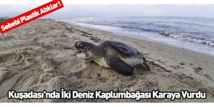 Kuşadası'nda İki Deniz Kaplumbağası Karaya Vurdu
