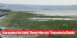 Karşıyaka'da Sahil 'Deniz Marulu' Yosunlarla Doldu