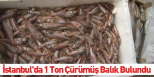 İstanbul'da 1 Ton Çürümüş Balık Bulundu