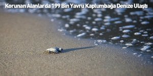 Korunan Alanlarda 199 Bin Yavru Kaplumbağa Denize Ulaştı