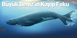Büyük Deniz’in Kayıp Foku