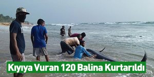 Kıyıya Vuran 120 Balina Kurtarıldı