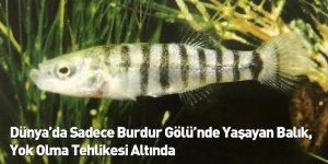 Dünya’da Sadece Burdur Gölü’nde Yaşayan Balık, Yok Olma Tehlikesi Altında