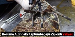 Koruma Altındaki Kaplumbağaya Zıpkınlı Vahşet
