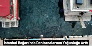 İstanbul Boğazı'nda Denizanalarının Yoğunluğu Arttı