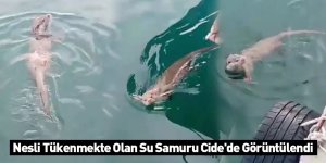 Nesli Tükenmekte Olan Su Samuru Cide'de Görüntülendi