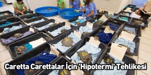 Caretta Carettalar İçin 'Hipotermi' Tehlikesi