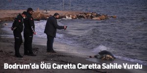 Bodrum'da Ölü Caretta Caretta Sahile Vurdu