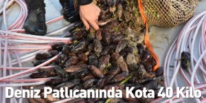 Deniz Patlıcanında Kota 40 Kilo