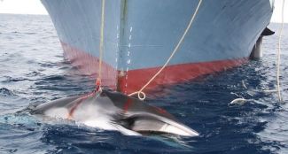 Balina avlanma kotası artırıldı