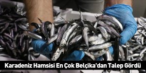 Karadeniz Hamsisi En Çok Belçika'dan Talep Gördü