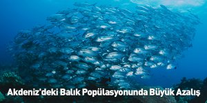 Akdeniz'deki Balık Popülasyonunda Büyük Azalış