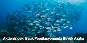 Akdeniz'deki Balık Popülasyonunda Büyük Azalış