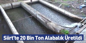 Siirt'te 20 Bin Ton Alabalık Üretildi