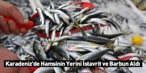 Karadeniz'de Hamsinin Yerini İstavrit ve Barbun Aldı