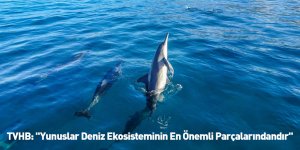 TVHB: "Yunuslar Deniz Ekosisteminin En Önemli Parçalarındandır"