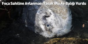 Foça Sahiline Avlanması Yasak Ölü Ay Balığı Vurdu