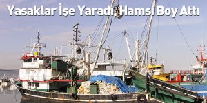Yasaklar İşe Yaradı, Hamsi Boy Attı