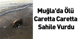 Muğla'da Ölü Caretta Caretta Sahile Vurdu