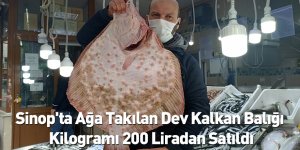Sinop'ta Ağa Takılan Dev Kalkan Balığı Kilogramı 200 Liradan Satıldı