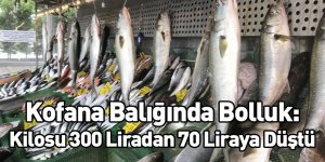 Kofana Balığında Bolluk: Kilosu 300 Liradan 70 Liraya Düştü