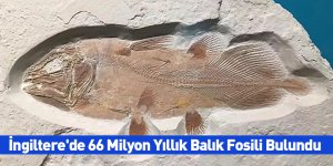 İngiltere'de 66 Milyon Yıllık Balık Fosili Bulundu
