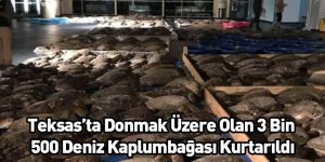 Teksas’ta Donmak Üzere Olan 3 Bin 500 Deniz Kaplumbağası Kurtarıldı
