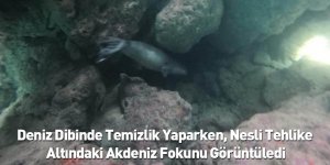 Deniz Dibinde Temizlik Yaparken, Nesli Tehlike Altındaki Akdeniz Fokunu Görüntüledi