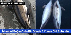 İstanbul Boğazı'nda 1 Günde 3 Yunus Ölü Bulundu