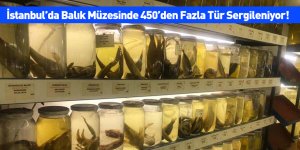 İstanbul’da Balık Müzesinde 450’den Fazla Tür Sergileniyor!