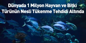 Dünyada 1 Milyon Hayvan ve Bitki Türünün Nesli Tükenme Tehdidi Altında