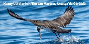 Kuzey Ülkelerinin 'Korsan Martı'sı, Antalya'da Görüldü
