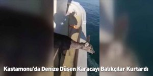 Kastamonu'da Denize Düşen Karacayı Balıkçılar Kurtardı