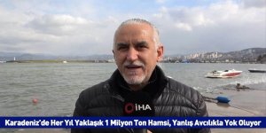 Karadeniz’de Her Yıl Yaklaşık 1 Milyon Ton Hamsi, Yanlış Avcılıkla Yok Oluyor