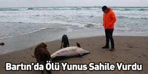 Bartın’da Ölü Yunus Sahile Vurdu