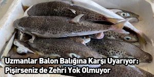 Uzmanlar Balon Balığına Karşı Uyarıyor: Pişirseniz de Zehri Yok Olmuyor
