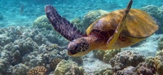 Anamur'da caretta carettalar koruma altına alındı