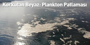 Korkutan Beyaz: Plankton Patlaması