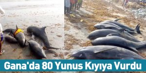 Gana'da 80 Yunus Kıyıya Vurdu