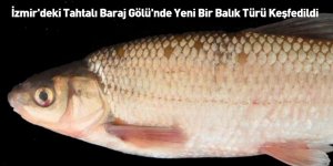 İzmir'deki Tahtalı Baraj Gölü'nde Yeni Bir Balık Türü Keşfedildi