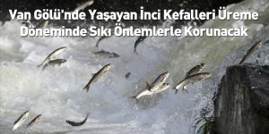 Van Gölü'nde Yaşayan İnci Kefalleri Üreme Döneminde Sıkı Önlemlerle Korunacak