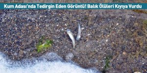 Kum Adası’nda Tedirgin Eden Görüntü! Balık Ölüleri Kıyıya Vurdu