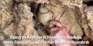 Elazığ'da Köylülerin Tesadüfen Bulduğu Deniz Canlılarına Ait Fosiller Heyecan Uyandırdı